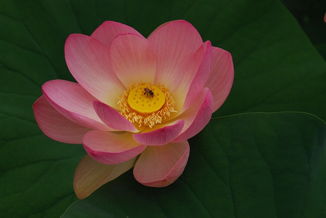 Free Flower Lotus photo and picture