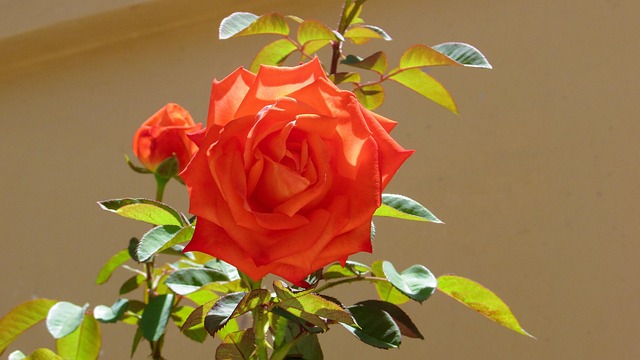 Free Rosebush Rose Bush photo and picture