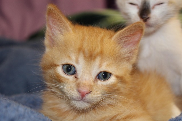 Pisica, Catelus, Fel, Felină, Pisoi