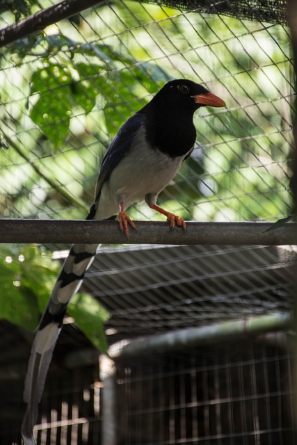 Free Bird Nature photo and picture