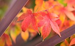 japan maple, maple leaf, autumn