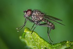 fly, macro, public record