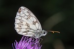 butterfly, macro, small chess board