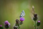 butterfly, macro, small chess board