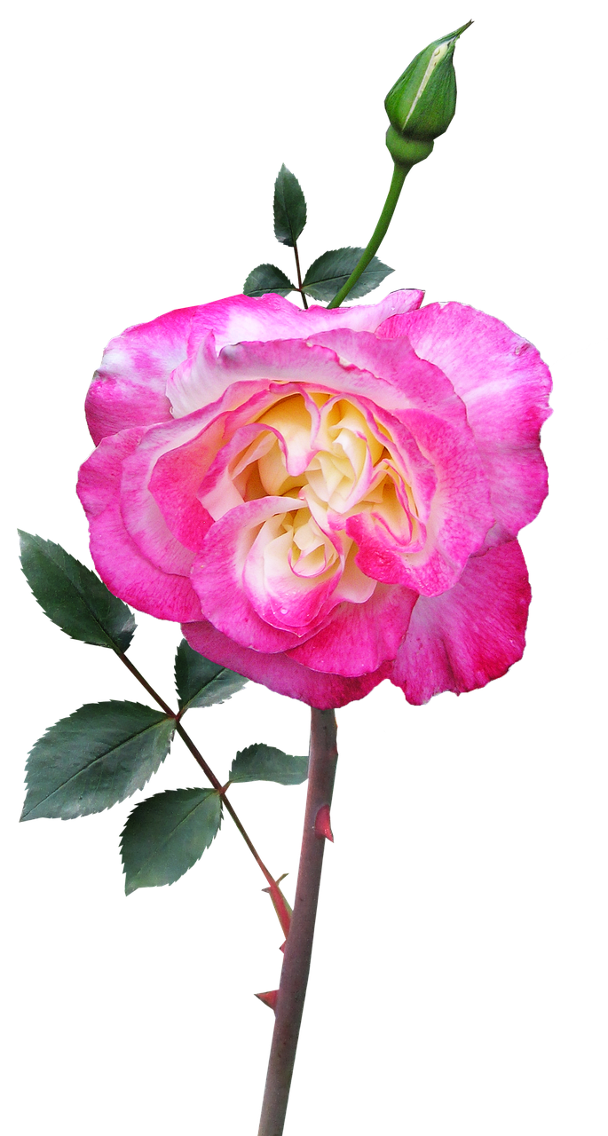 Rose Stem Flower Free photo on Pixabay Pixabay