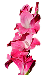 gladiolus, gladidus, butterfly greenhouse