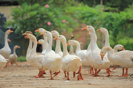 Free Ducks Duck photo and picture
