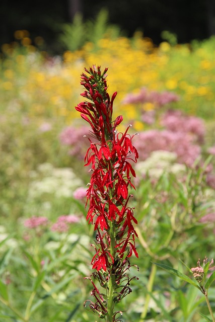 Free Flower Beautiful Flowers photo and picture
