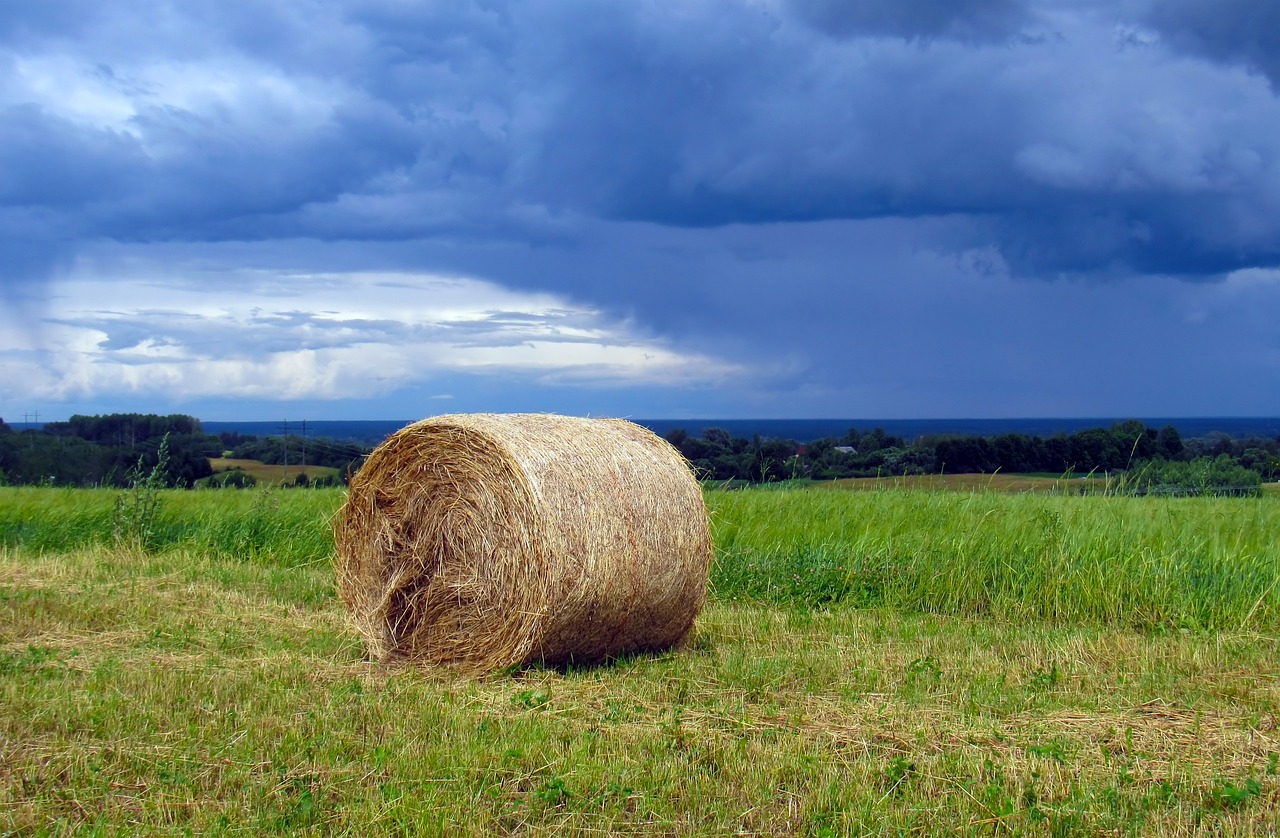 Haymaking Hay Grass Free photo on Pixabay Pixabay