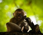 monkey, thailand, we're going
