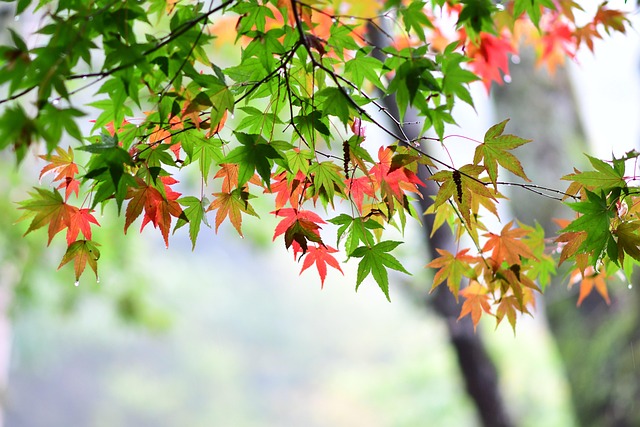 Ahornblatt, Red Maple, Bahnhof Biegen
