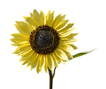 sun flower, flower, yellow flower