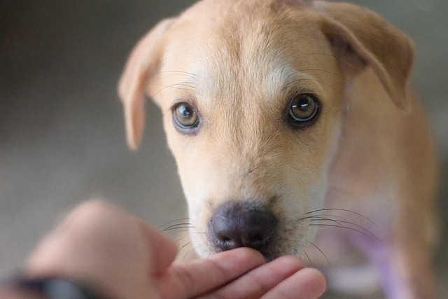 Free Dog Animal photo and picture