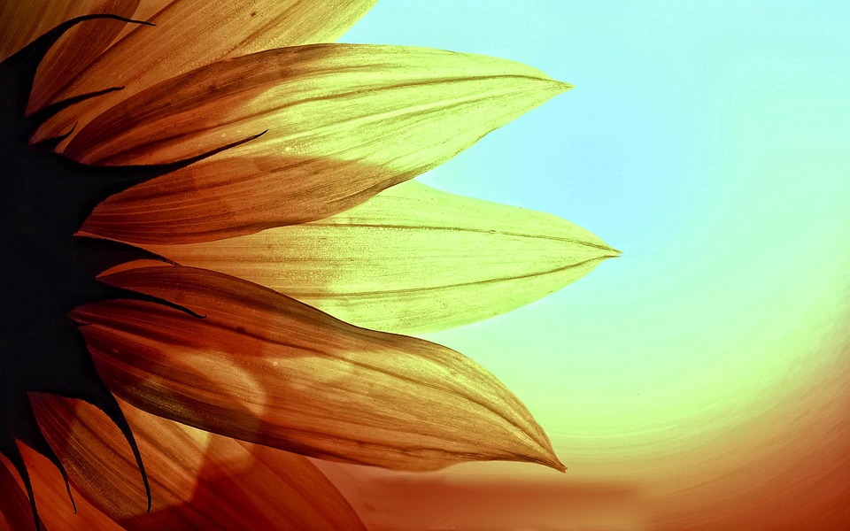 向日葵 花 黄色 - Pixabay上的免费照片 - Pixabay