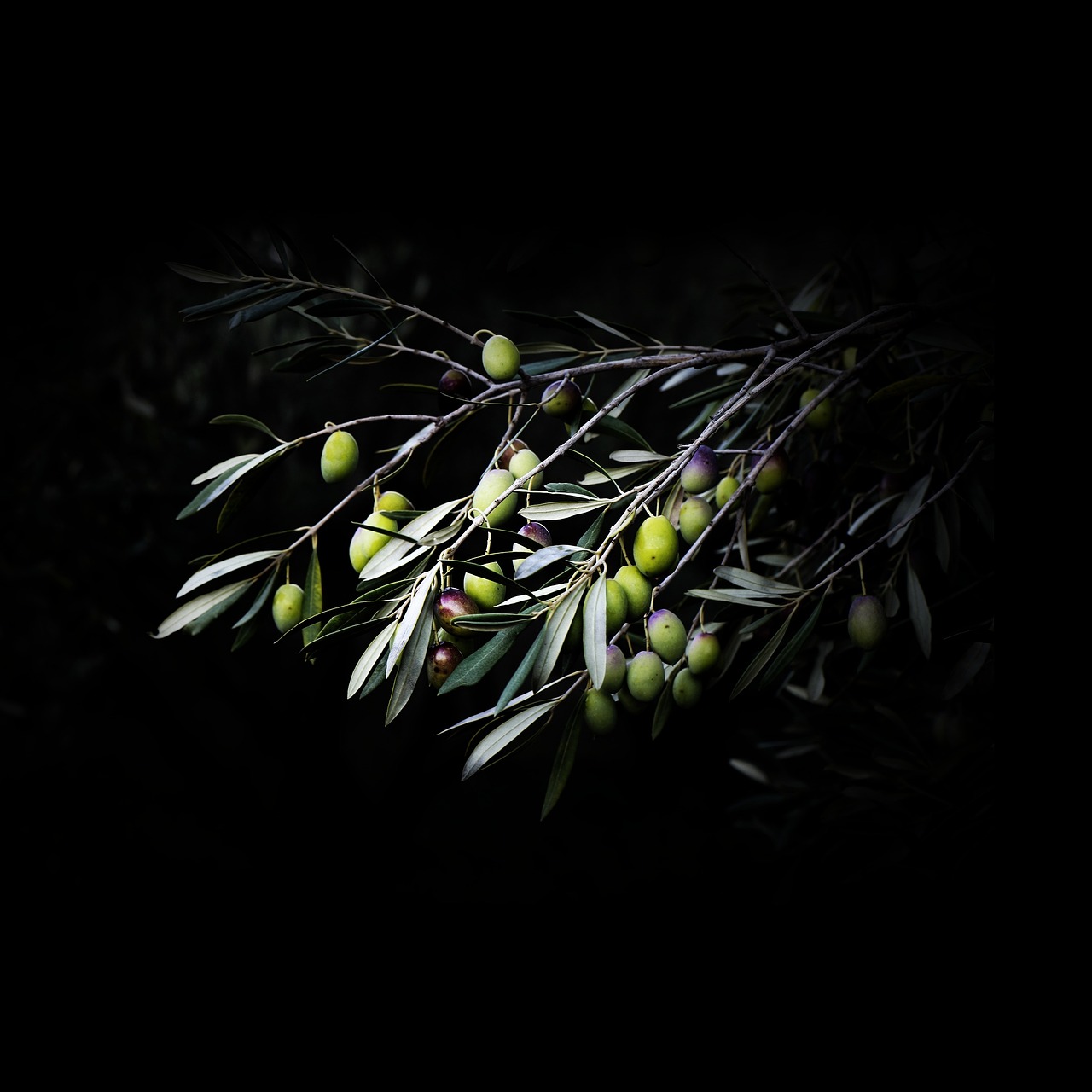 Olives Vitamins Spices Free photo on Pixabay Pixabay
