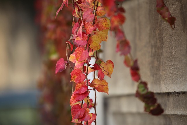 Free Autumn Leaves Autumn photo and picture