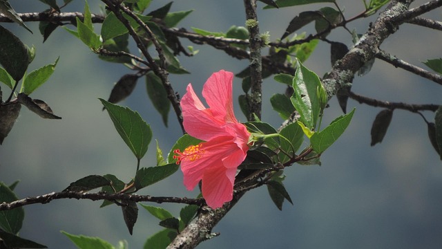 Free Hibiscus Flower photo and picture