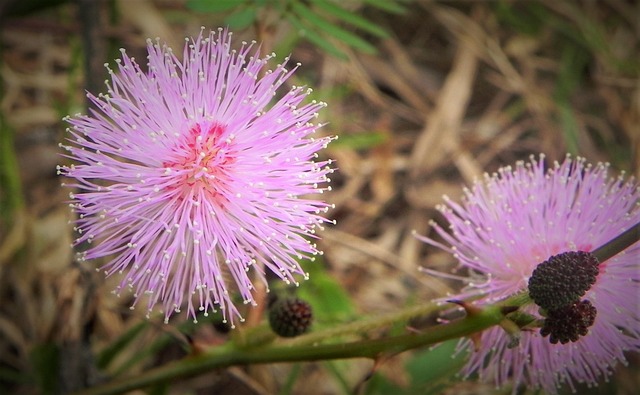 Free Touch Me Not Flower photo and picture