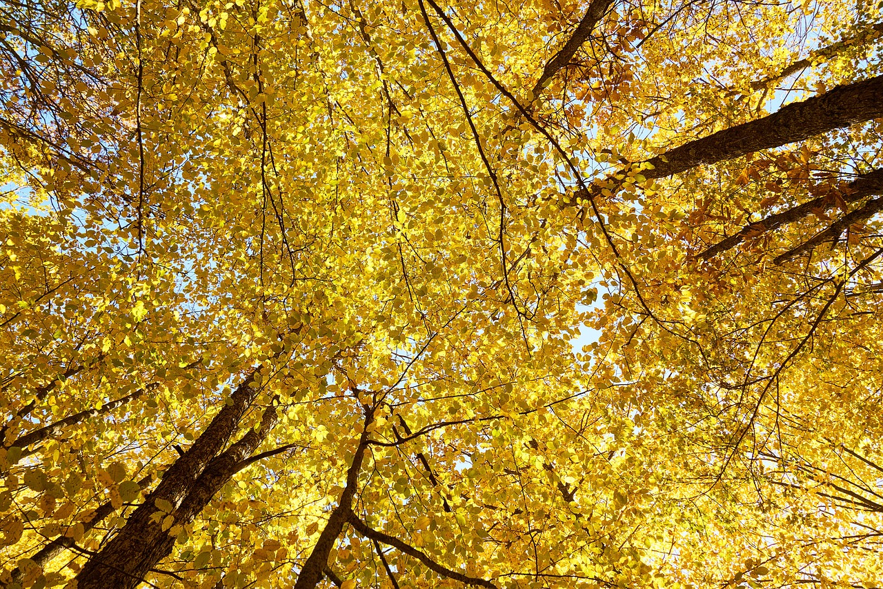 Yellow Autumn Leaf - Free photo on Pixabay - Pixabay