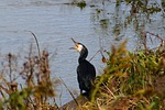 animal, river, waterside