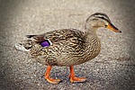 duck, walking, quack