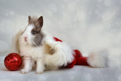 Weihnachten, Zwerghase, Mütze, Fest