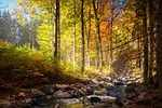 forest, autumn, bach