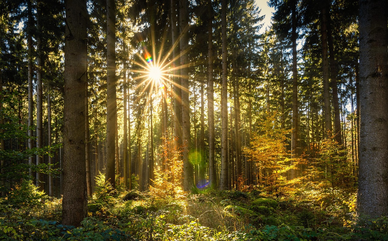 Wald Sonne Sonnenstrahlen Kostenloses Foto Auf Pixabay Wald Sonne Sonnenstrahlen Kostenloses Foto Auf Pixabay