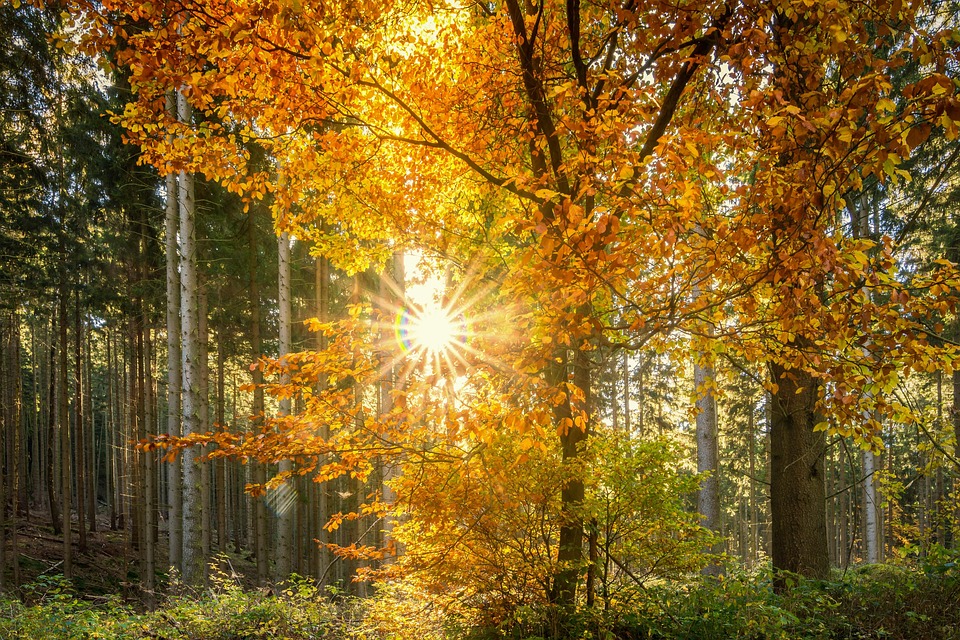 Wald Sonne Sonnenstrahlen Kostenloses Foto Auf Pixabay Wald Sonne Sonnenstrahlen Kostenloses Foto Auf Pixabay