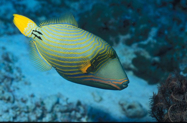 Triggerfish Images 10+ Free Triggerfish & Fish Images - Pixabay