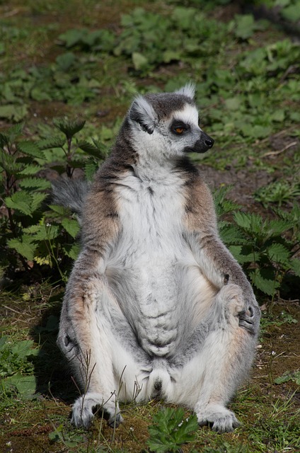 Säugetier, Erdmännchen, Zoo