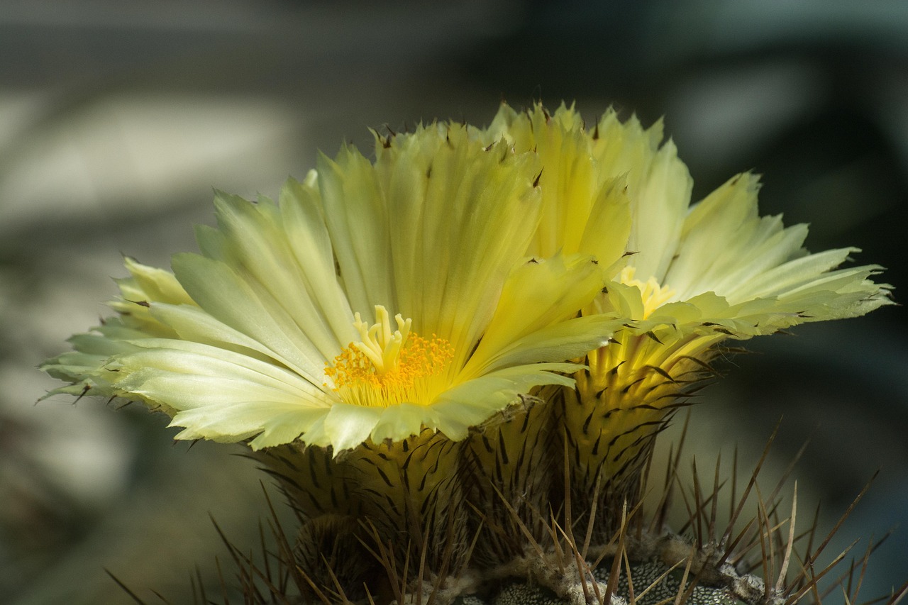 Blte Gelb Gelbe Blten - Kostenloses Foto auf Pixabay