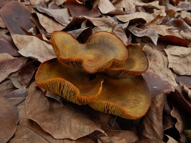 Free Fungus Mushroom photo and picture
