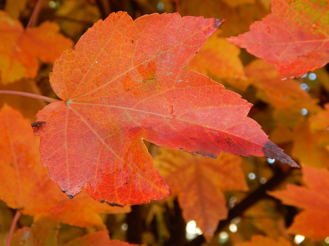 Free Leaf Autumn photo and picture