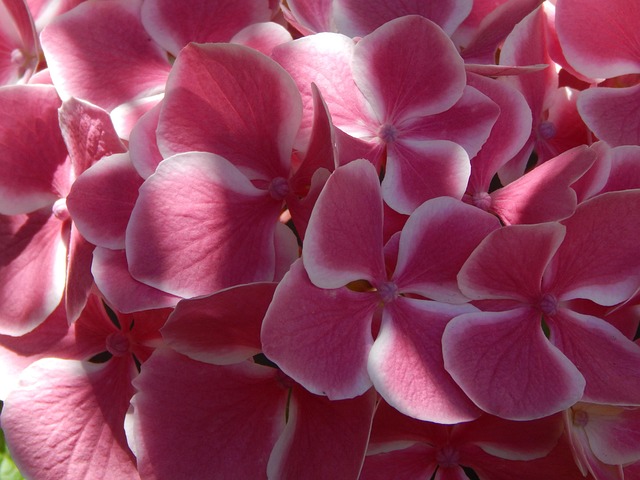 Free Hydrangea Pink photo and picture