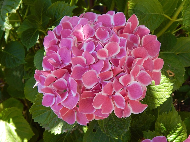 Free Hydrangea Pink photo and picture