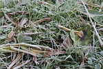 ground frost, frost, november