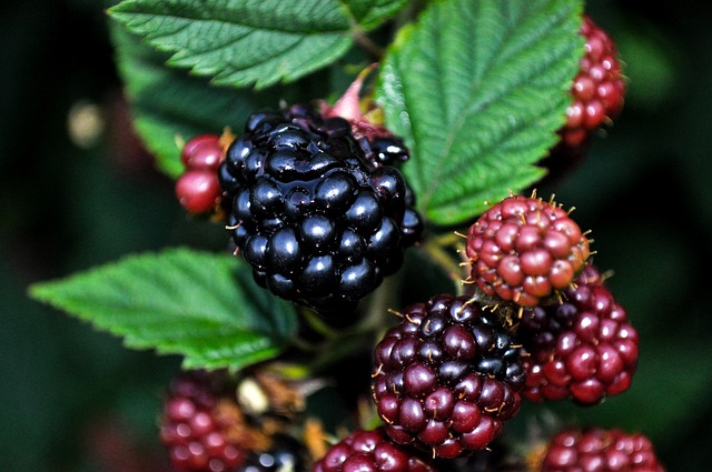Free Nature Blackberries photo and picture