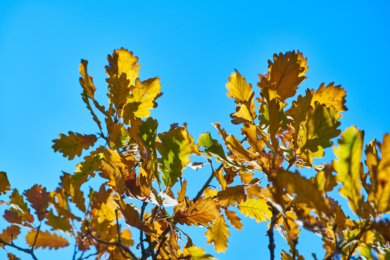 Leaf Tree Branch Free photo on Pixabay Pixabay