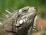 iguana, the lizard, gad