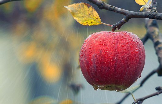 Free Apple Fruit photo and picture