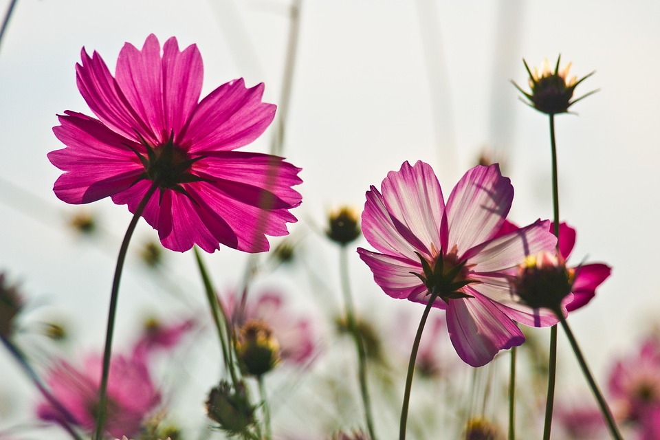 flowers cosmos autumn flower