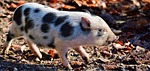 pot bellied pig, pig, piglet