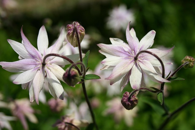 Free Flower Blossoms photo and picture