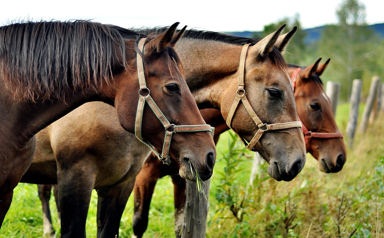 Horses - free online jigsaw puzzle photo