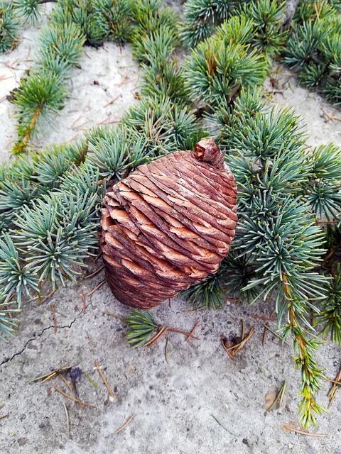 Free Pine Cone Pine photo and picture