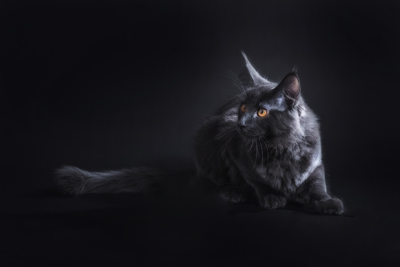 Cat - free online jigsaw puzzle photo