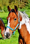 horse, ride, reiter