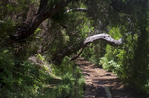Free Madeira Lewady photo and picture