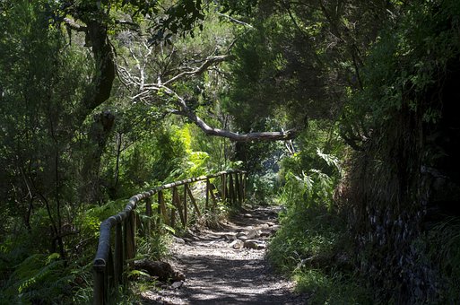Free Madeira Lewady photo and picture